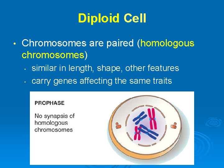 Diploid Cell • Chromosomes are paired (homologous chromosomes) • • similar in length, shape,
