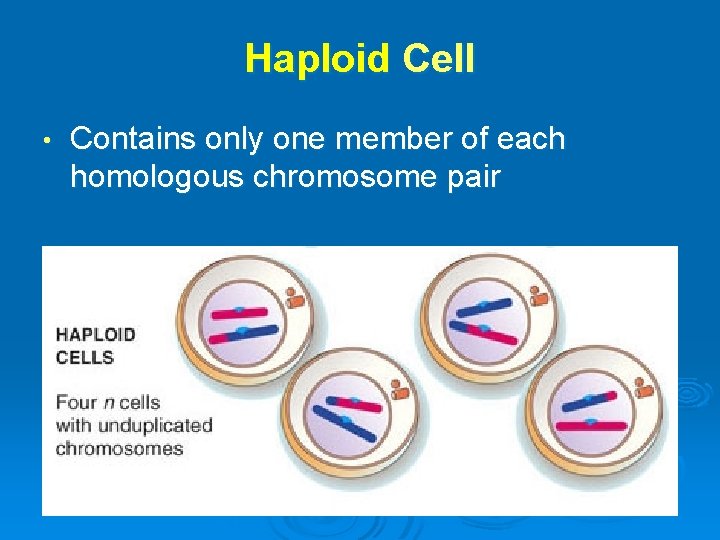 Haploid Cell • Contains only one member of each homologous chromosome pair 
