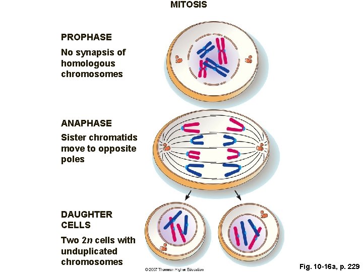 MITOSIS PROPHASE No synapsis of homologous chromosomes ANAPHASE Sister chromatids move to opposite poles