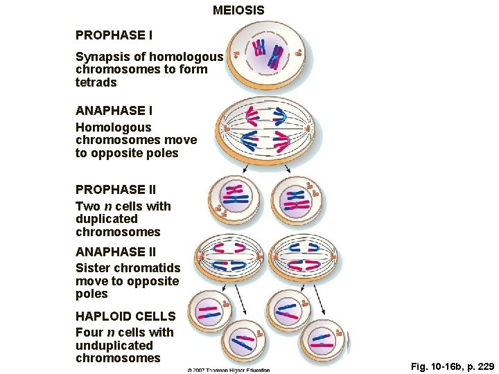 MEIOSIS PROPHASE I Synapsis of homologous chromosomes to form tetrads ANAPHASE I Homologous chromosomes