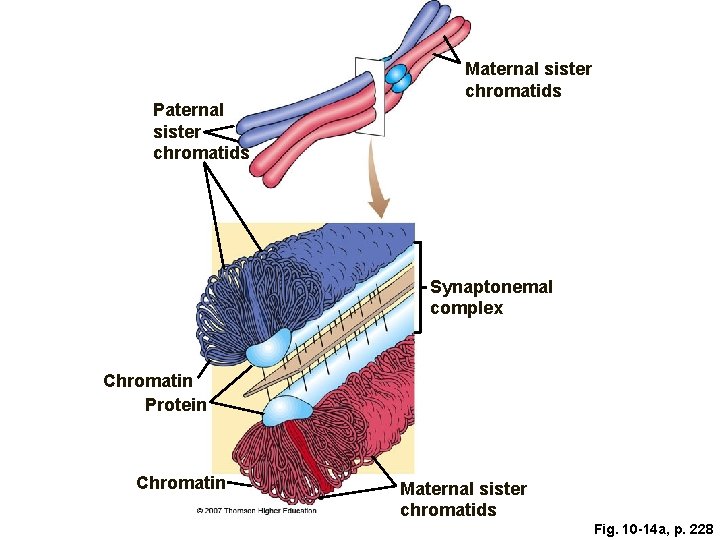 Paternal sister chromatids Maternal sister chromatids Synaptonemal complex Chromatin Protein Chromatin Maternal sister chromatids