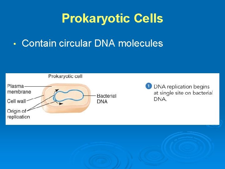 Prokaryotic Cells • Contain circular DNA molecules 