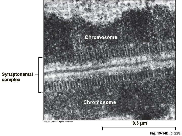 Chromosome Synaptonemal complex Chromosome 0. 5 μm Fig. 10 -14 b, p. 228 