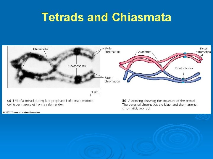 Tetrads and Chiasmata 