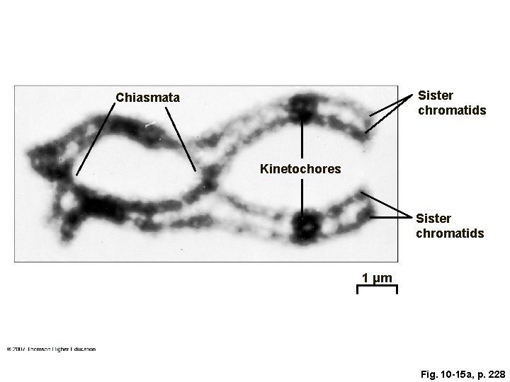 Sister chromatids Chiasmata Kinetochores Sister chromatids 1 μm Fig. 10 -15 a, p. 228