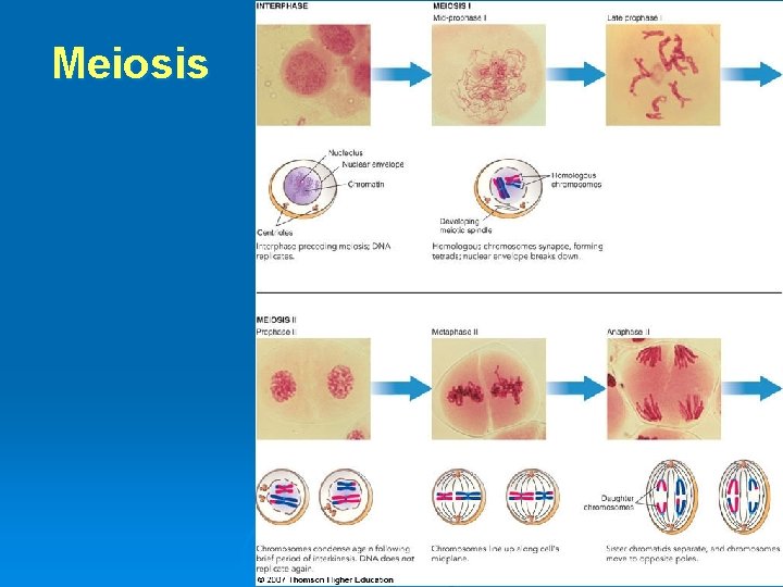 Meiosis 