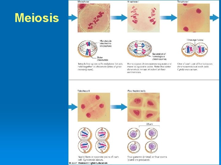 Meiosis 