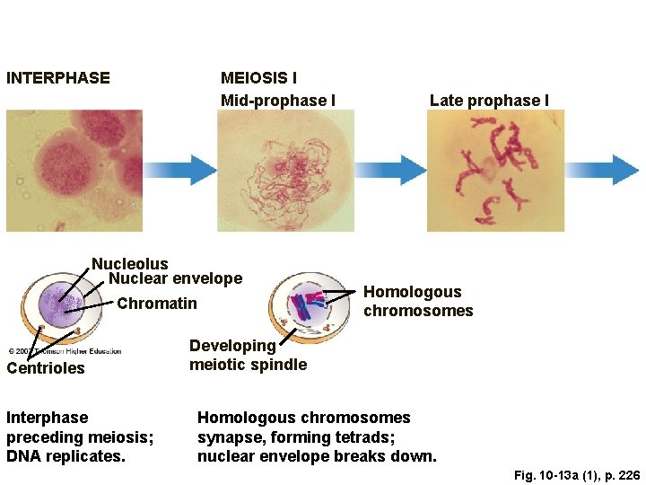 INTERPHASE MEIOSIS I Mid-prophase I Nucleolus Nuclear envelope Chromatin Centrioles Interphase preceding meiosis; DNA