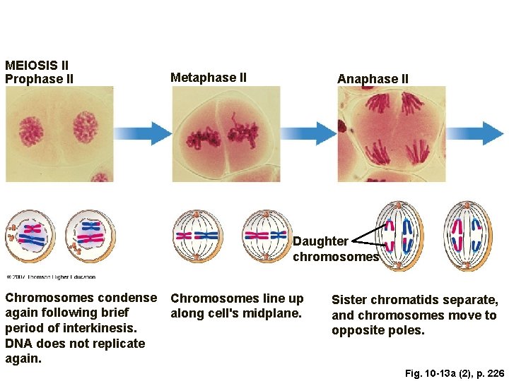 MEIOSIS II Prophase II Metaphase II Anaphase II Daughter chromosomes Chromosomes condense again following
