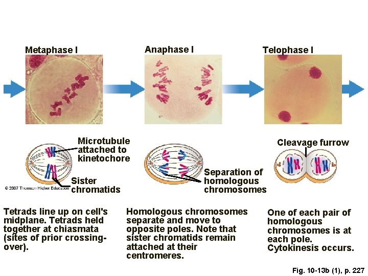 Anaphase I Metaphase I Telophase I Microtubule attached to kinetochore Sister chromatids Tetrads line