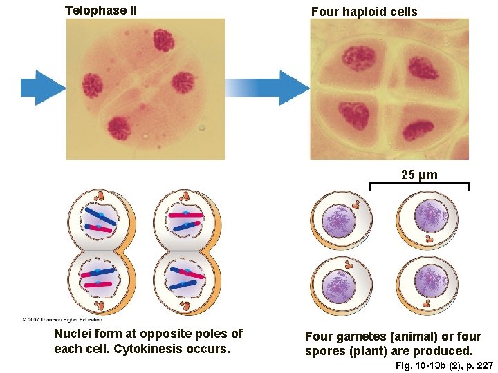 Telophase II Four haploid cells 25 μm Nuclei form at opposite poles of each