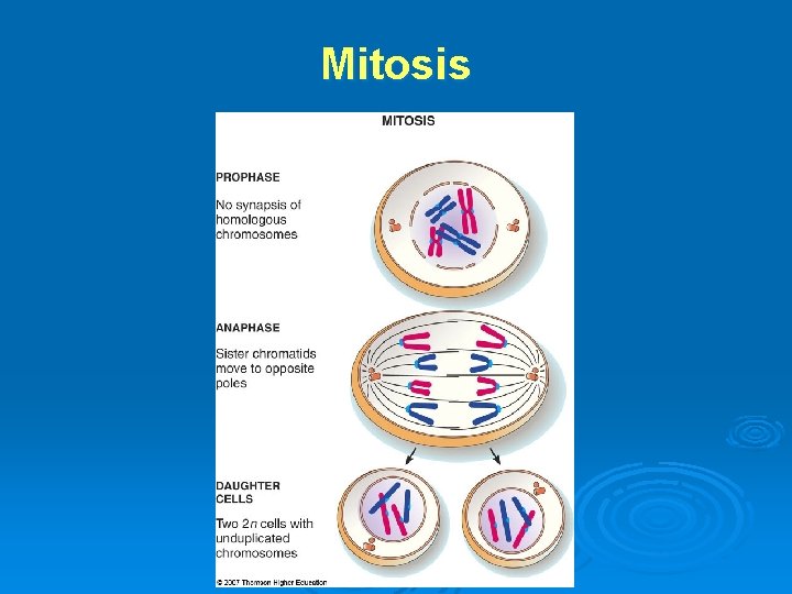 Mitosis 