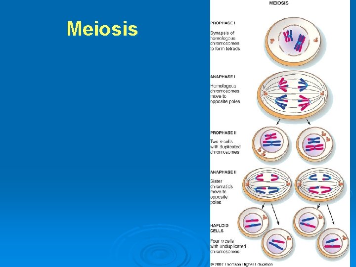 Meiosis 