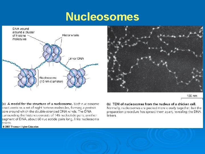 Nucleosomes 