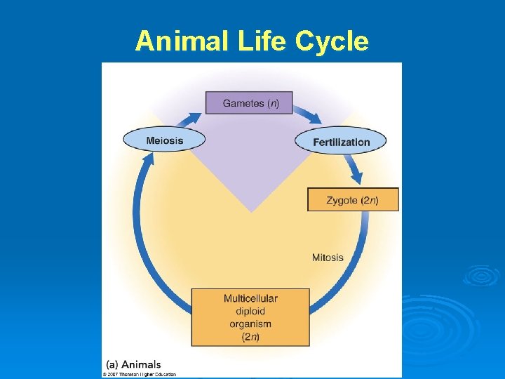 Animal Life Cycle 