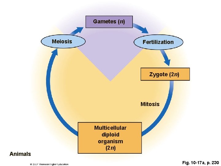 Gametes (n) Meiosis Fertilization Zygote (2 n) Mitosis Animals Multicellular diploid organism (2 n)