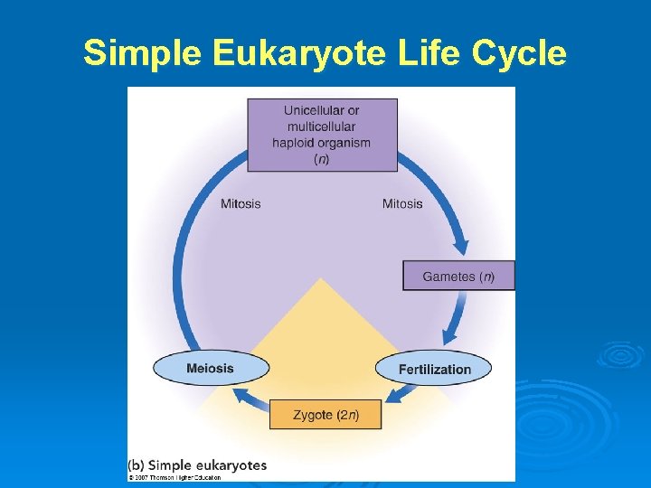 Simple Eukaryote Life Cycle 