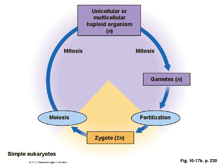 Unicellular or multicellular haploid organism (n) Mitosis Gametes (n) Meiosis Fertilization Zygote (2 n)