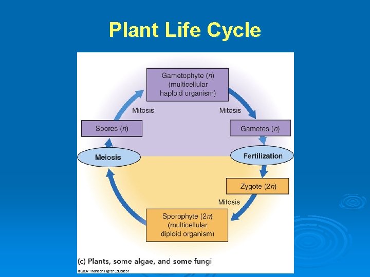 Plant Life Cycle 