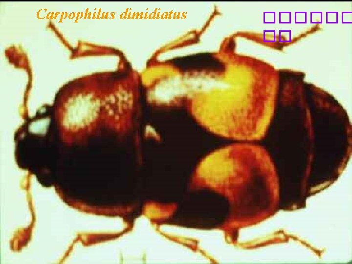 Carpophilus dimidiatus ������ �� 