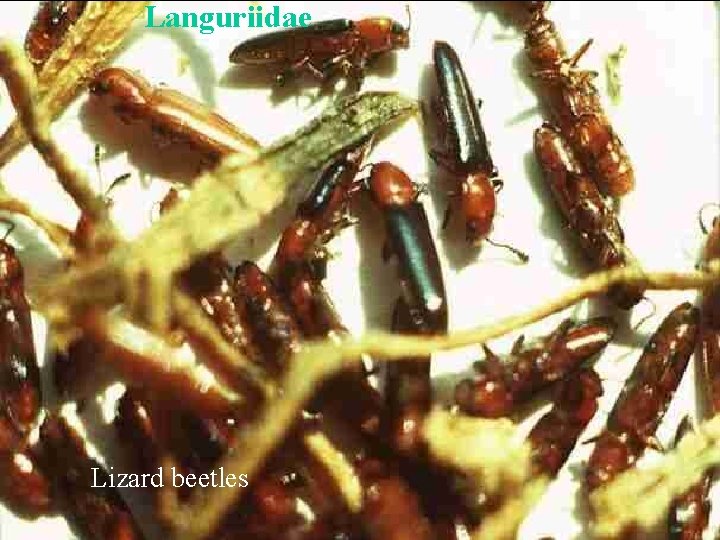 Languriidae Lizard beetles 