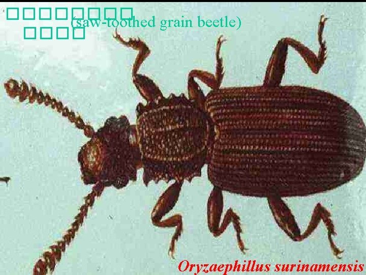 ���� (saw-toothed grain beetle) ���� Oryzaephillus surinamensis 