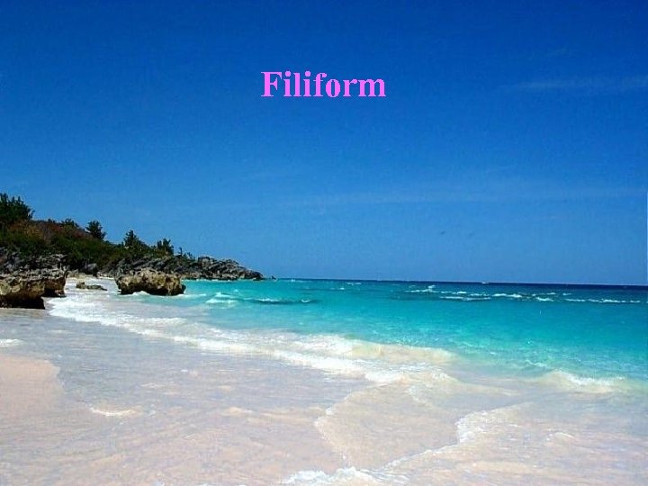 Filiform 