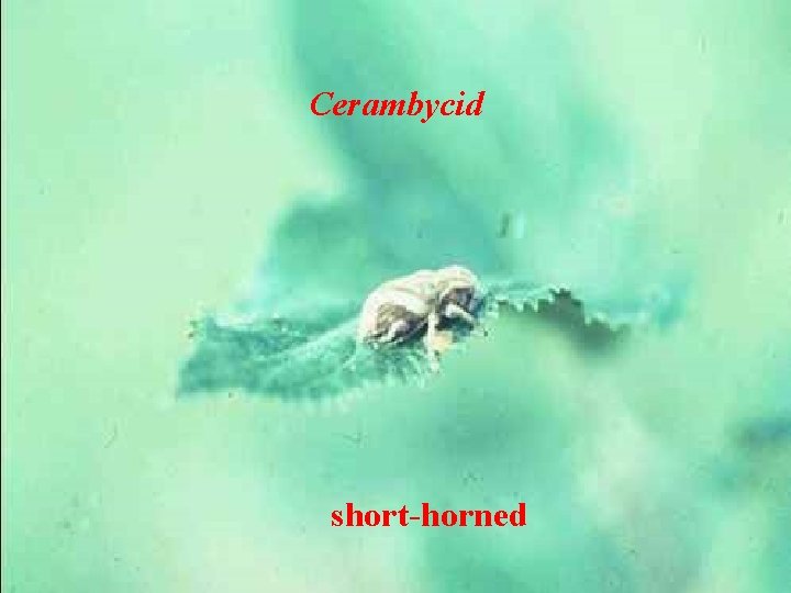 Cerambycid short-horned 