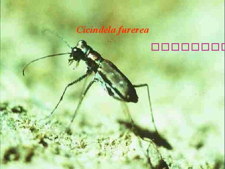 Cicindela furerea ���� 