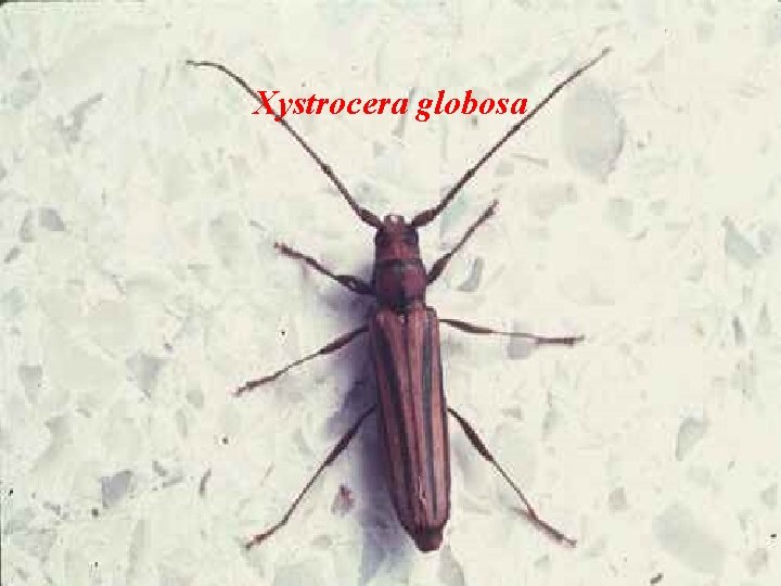 Xystrocera globosa 
