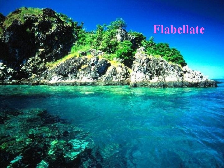 Flabellate 