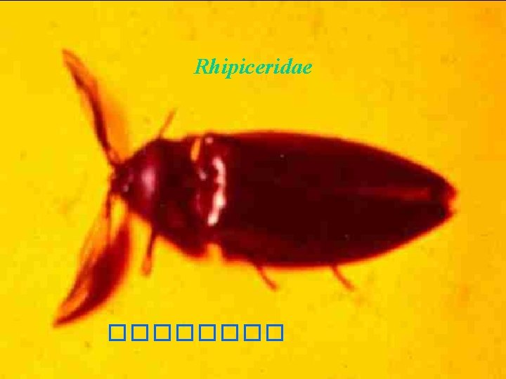 Rhipiceridae ���� 