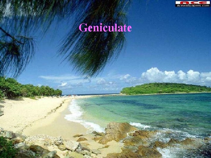 Geniculate 