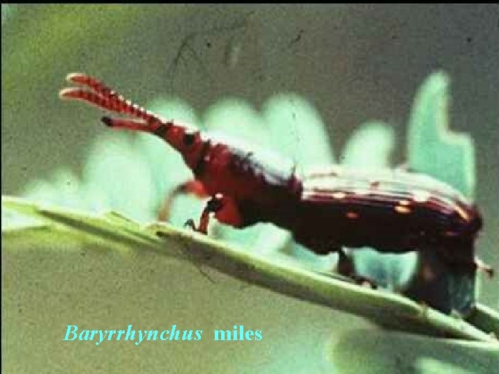 Baryrrhynchus miles 