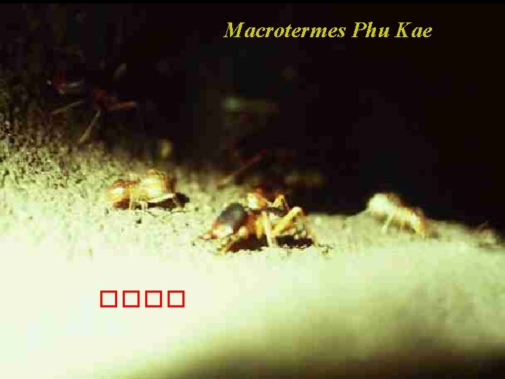 Macrotermes Phu Kae ���� 