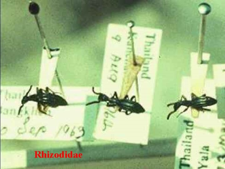 Rhizodidae 