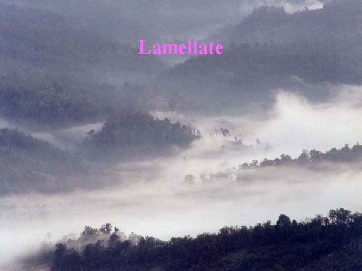 Lamellate 