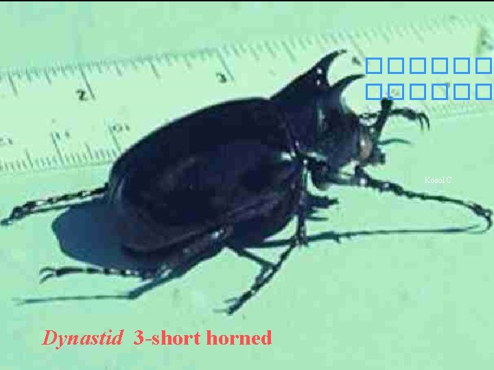 ������ Kosol C. Dynastid 3 -short horned 