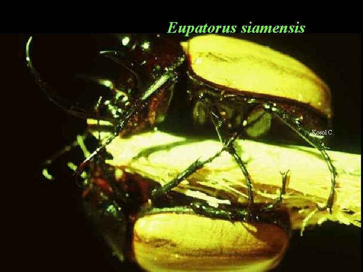 Eupatorus siamensis Kosol C. 
