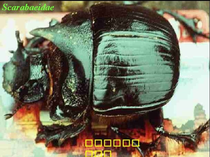 Scarabaeidae Kosol C. ������ 