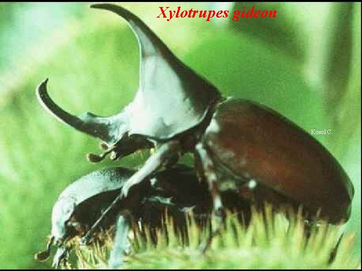 Xylotrupes gideon Kosol C. 