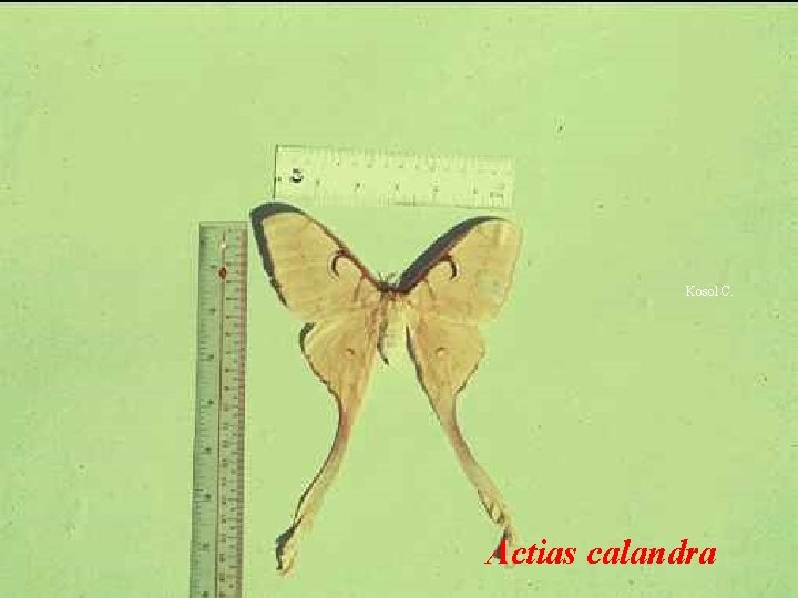 Kosol C. Actias calandra 