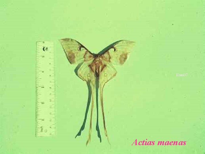 Kosol C. Actias maenas 