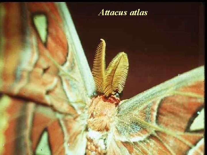 Attacus atlas Kosol C. 