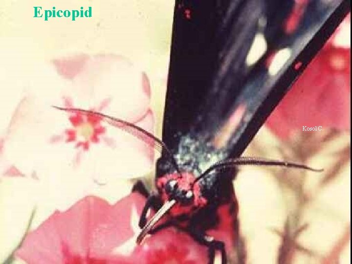 Epicopid Kosol C. 