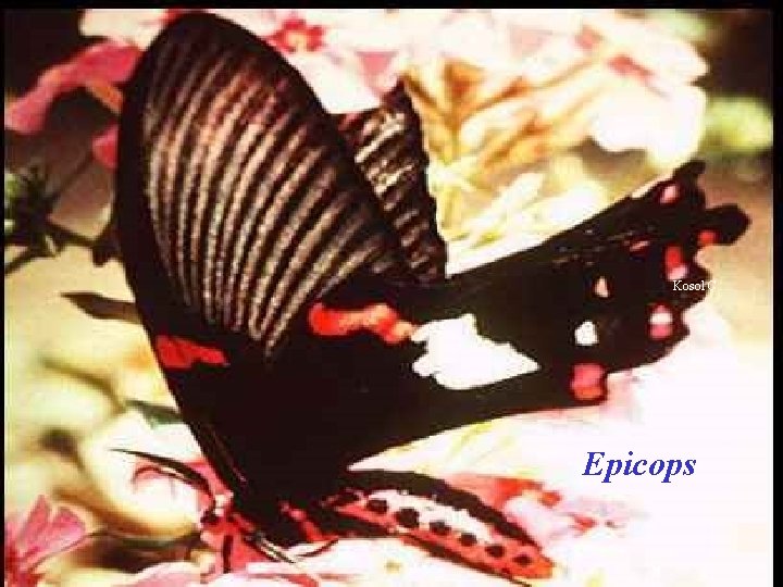 Kosol C. Epicops 