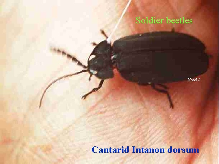 Soldier beetles Kosol C. Cantarid Intanon dorsum 