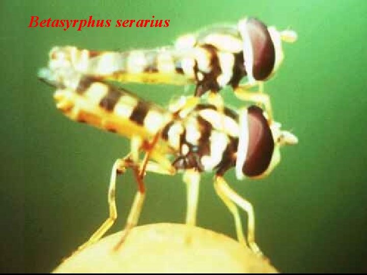Betasyrphus serarius 