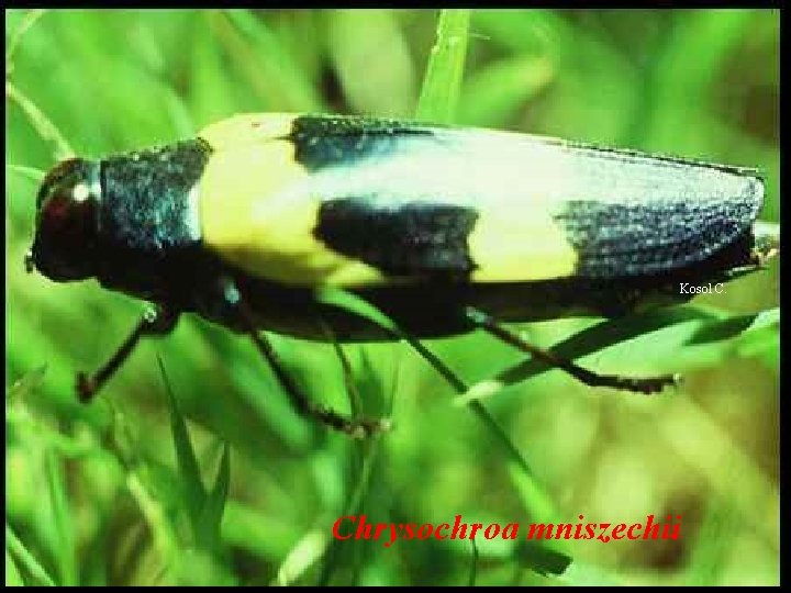 Kosol C. Chrysochroa mniszechii 