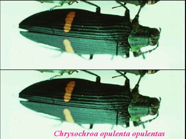 Kosol C. Chrysochroa opulentas 